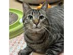 Adopt Chaos a Domestic Short Hair