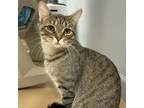 Adopt Spam a Domestic Medium Hair
