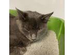 Adopt Pablo a Domestic Medium Hair