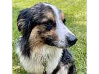 Adopt Cunningham a Australian Shepherd, Mixed Breed