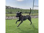 Adopt Dusty a Weimaraner, Pit Bull Terrier
