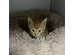 Adopt Sandler a Domestic Short Hair