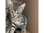 Adopt Bourbon a Domestic Short Hair