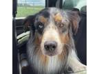 Adopt Jaque a Australian Shepherd