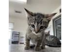 Adopt Scotch a Domestic Short Hair