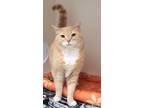 Adopt Binkley a Domestic Short Hair
