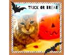 Adopt Riley (in foster) a Domestic Long Hair, Domestic Short Hair