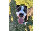 Adopt Duke a Terrier