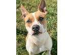 Adopt Zezz a Pit Bull Terrier, Mixed Breed