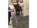 Adopt Scrappy a Domestic Short Hair