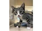 Adopt Rome a Domestic Short Hair