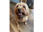 Adopt Doug a Silky Terrier, Shih Tzu
