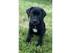 Adopt Jackson a Pit Bull Terrier, Great Dane