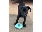 Adopt Jefferson a Pit Bull Terrier, Great Dane