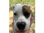 Adopt Muttley Crue (-) a Pit Bull Terrier, Mixed Breed