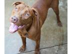 Adopt Trouble a Labrador Retriever, Pit Bull Terrier
