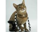 Adopt Momo a Domestic Short Hair