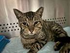 Adopt Gizmo a Domestic Short Hair