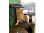 Adopt Hurbie a Domestic Short Hair