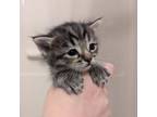 Adopt Hawthorne a Domestic Medium Hair