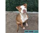 Adopt Chops a Pit Bull Terrier