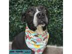 Adopt Prince a Pit Bull Terrier