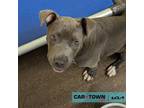 Adopt Abeln a Pit Bull Terrier