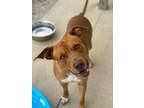 Adopt Bob/King DeeDee a Pit Bull Terrier, Husky