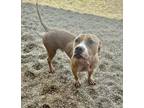 Adopt Zillo a Pit Bull Terrier, Mixed Breed