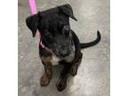 Adopt Merle a Catahoula Leopard Dog