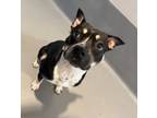 Adopt Kuma a Staffordshire Bull Terrier, Mixed Breed