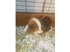Adopt Asparagus a Guinea Pig
