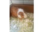 Adopt Green Bean a Guinea Pig