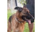 Adopt Amir a German Shepherd Dog