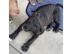 Adopt Mozzarella a Pit Bull Terrier, Mixed Breed