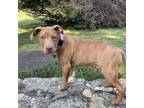 Adopt Swiss a Pit Bull Terrier, Mixed Breed