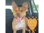 Adopt Weasel a Pit Bull Terrier, Shepherd