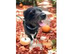 Adopt Wookie a Scottish Terrier