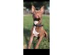 Adopt Deuce a Pit Bull Terrier