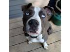 Adopt Azul a Mixed Breed