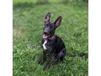 Adopt Justice *Adoption Pending* a Labrador Retriever, Mixed Breed