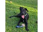 Adopt Atreyu a Great Dane, Mixed Breed