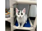 Adopt Cashew a Domestic Short Hair