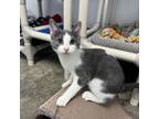 Adopt Pecan a Domestic Short Hair