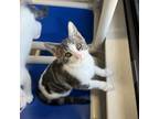 Adopt Filbert a Domestic Short Hair