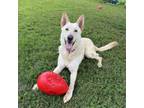 Adopt Luka a White German Shepherd