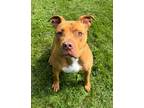 Adopt Zag a Pit Bull Terrier, Mixed Breed