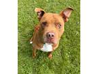 Adopt Zig a Pit Bull Terrier, Mixed Breed