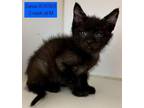Adopt Damian a Domestic Short Hair