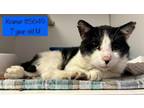 Adopt Kramer a Domestic Short Hair